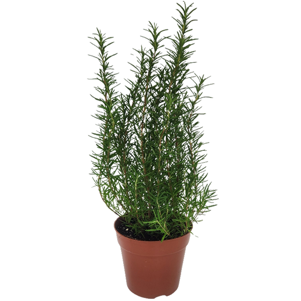 New Life Farm - Organic Rosemary (Potted Herbs)