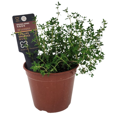 New Life Farm - Organic Thyme (Potted Herbs)