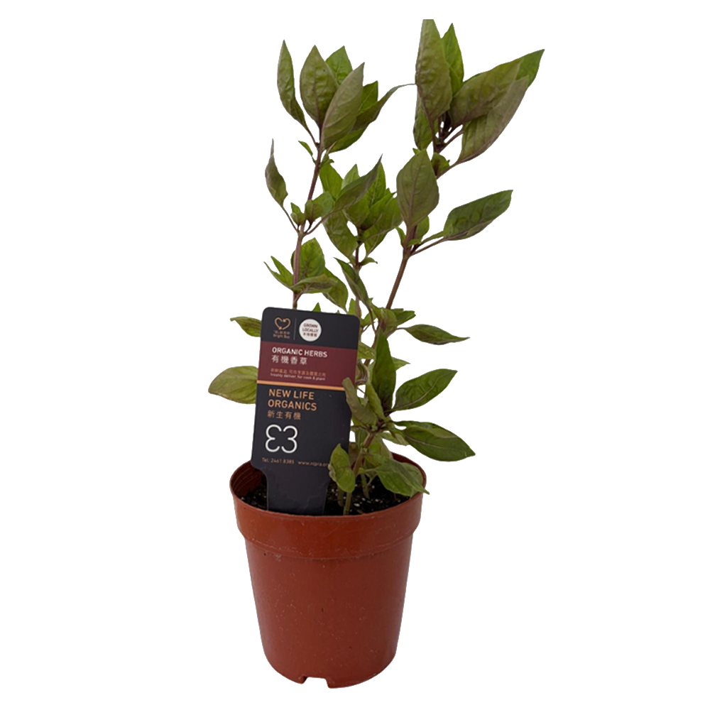 New Life Farm - Organic Red Basil (Potted Herbs)