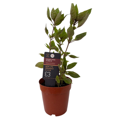 New Life Farm - Organic Red Basil (Potted Herbs)