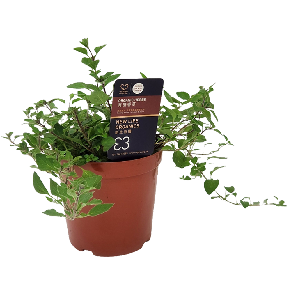 New Life Farm - Organic Marjoram (Potted Herbs)