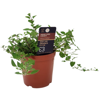 New Life Farm - Organic Marjoram (Potted Herbs)