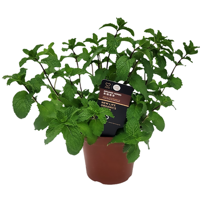 New Life Farm - Organic Mint (Potted Herbs)