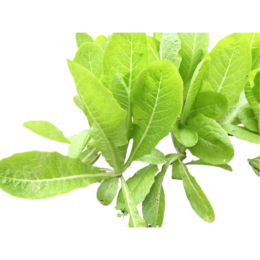 新生农场 - 有机罗马生菜 半斤