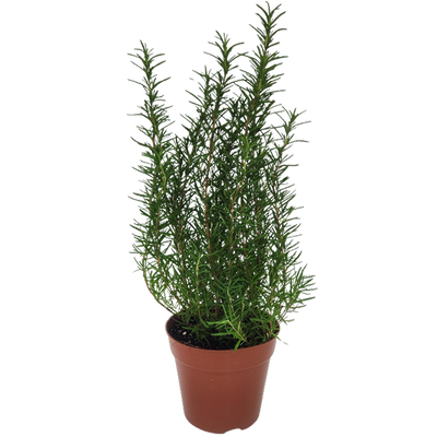 New Life Farm - Organic Rosemary (Potted Herbs)