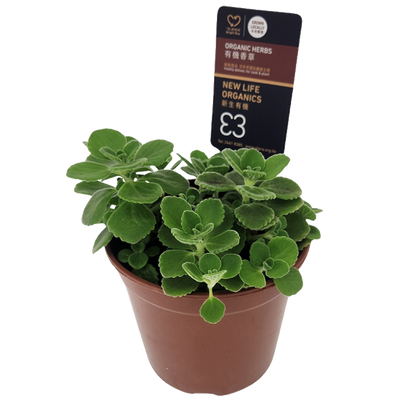 New Life Farm - Organic Patchouli (Potted Herbs)
