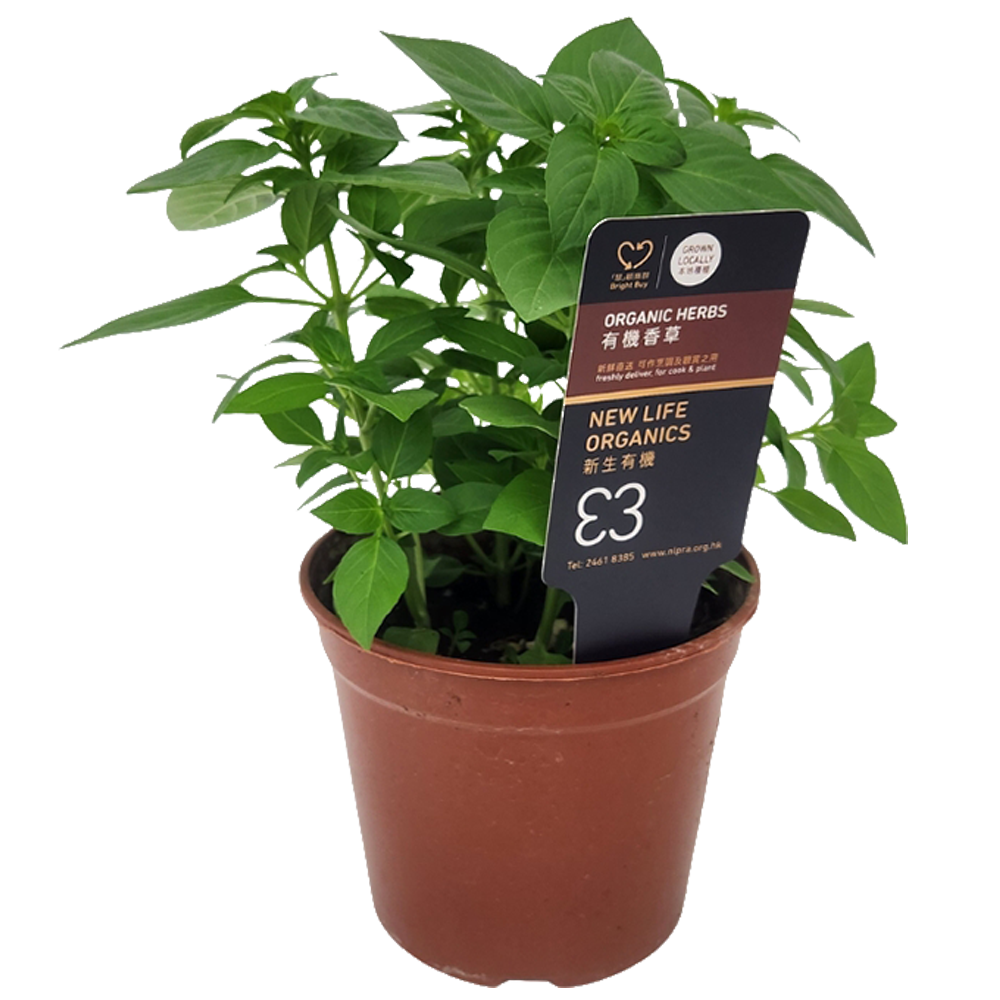 New Life Farm - Organic Thai Basil (Potted Herbs)