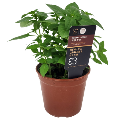 New Life Farm - Organic Thai Basil (Potted Herbs)