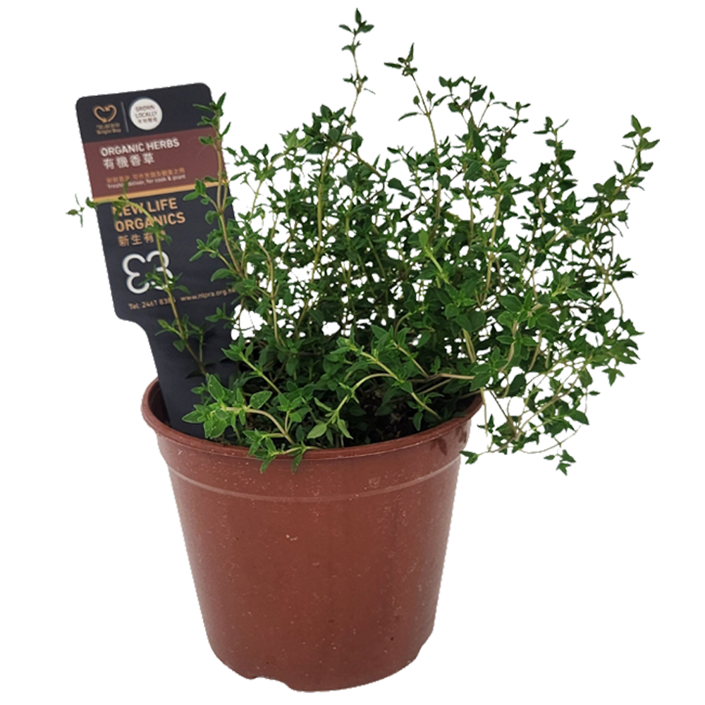 New Life Farm - Organic Thyme (Potted Herbs)
