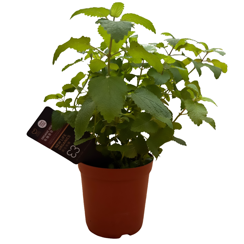 New Life Farm - Organic Lemon Balm (Potted Herbs)