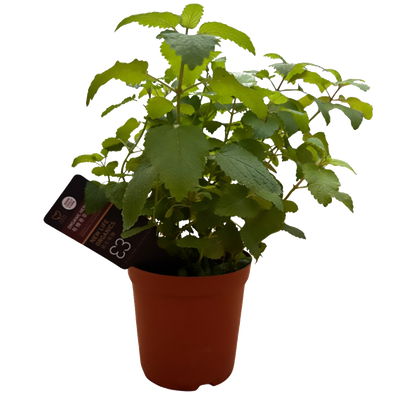 New Life Farm - Organic Lemon Balm (Potted Herbs)