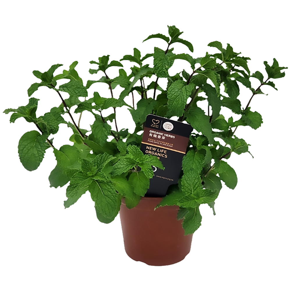 New Life Farm - Organic Mint (Potted Herbs)