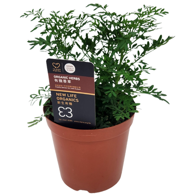 New Life Farm - Organic Common Rue (Potted Herbs)